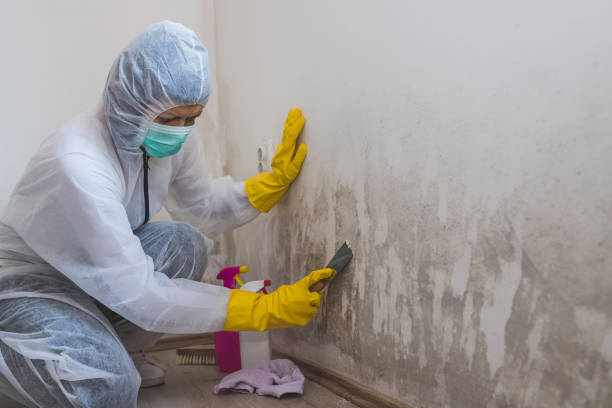 Best Commercial Mold Removal  in Orida Gulf Coast University, FL