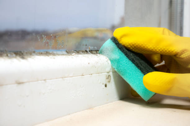 Best Local Mold Removal Service  in Orida Gulf Coast University, FL